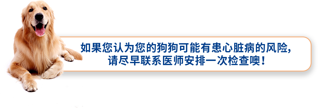 狗狗患心脏病 早日排查